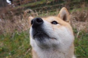 开云真人娱乐官网-C罗帽子戏法力助球队翻盘，c罗的帽子戏法是怎么回事