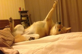 开云kaiyun-联盟中最会压时间的球队是哪些，英雄联盟压制有哪些