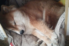 开云体育在线入口-欧洲杯终极较量：战术布局的巅峰比拼，欧洲杯终局之战