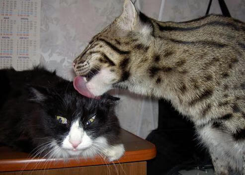 利物浦控球时间占优始终掌握主动，利物浦看球