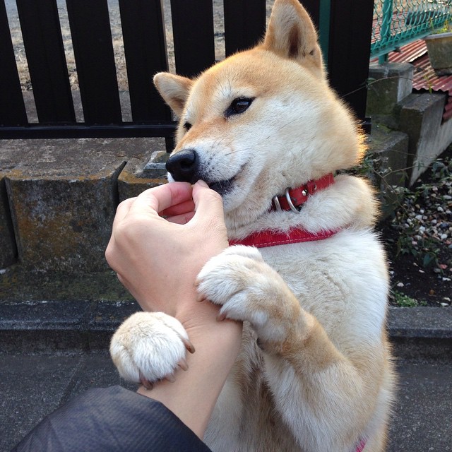 瑞典队未来展望:走向全球乒乓强国的崭新起点,曾经的瑞典乒乓球非常强大