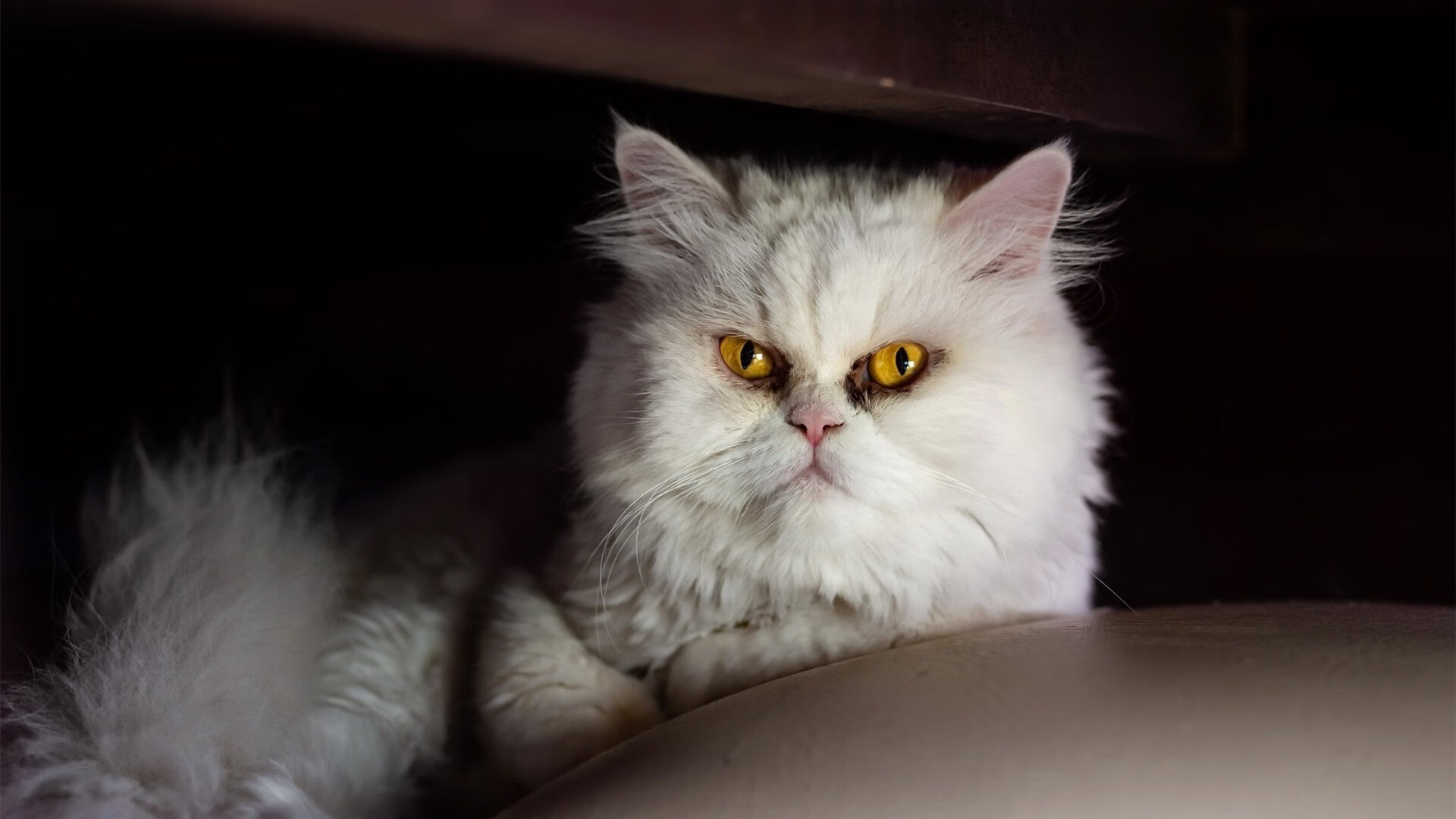 卡普尔凭借快速反应与稳定表现，为袋鼠队在橄榄球锦标赛中脱颖而出