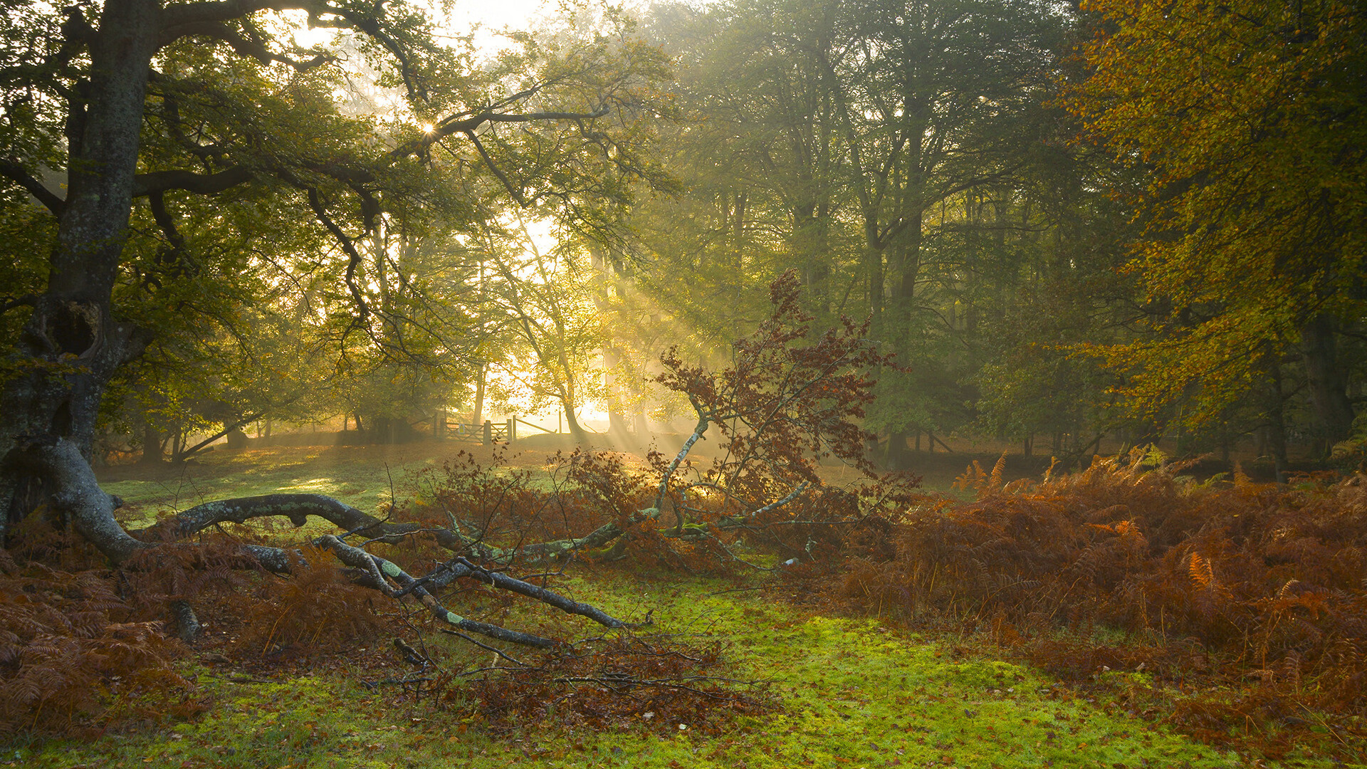塔特的领导力：袋鼠队中场指挥官崭露头角，袋鼠队长