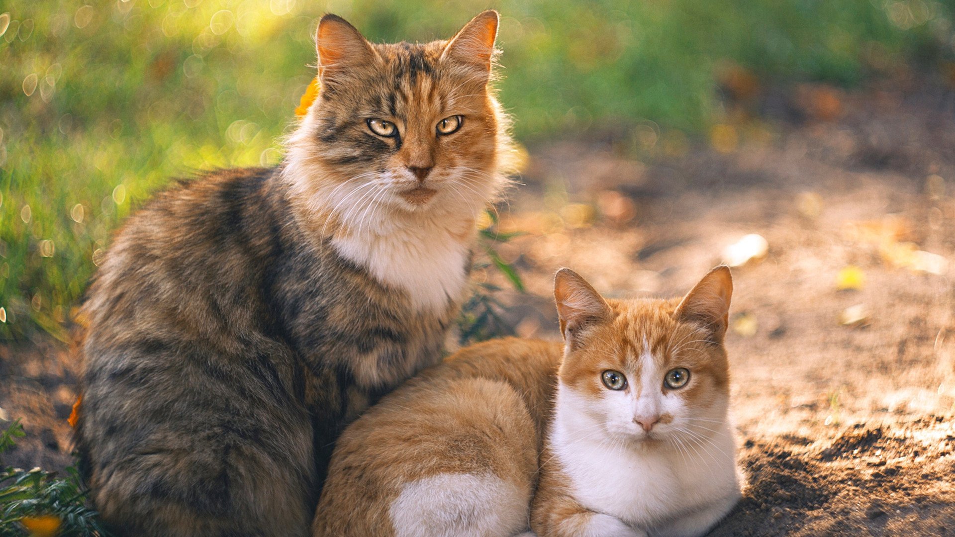 奥卡拉汉决赛表现引发热议,奥卡卡拉拉