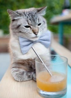 斯洛文尼亚男篮在欧洲锦标赛中赢得金牌,历史新高