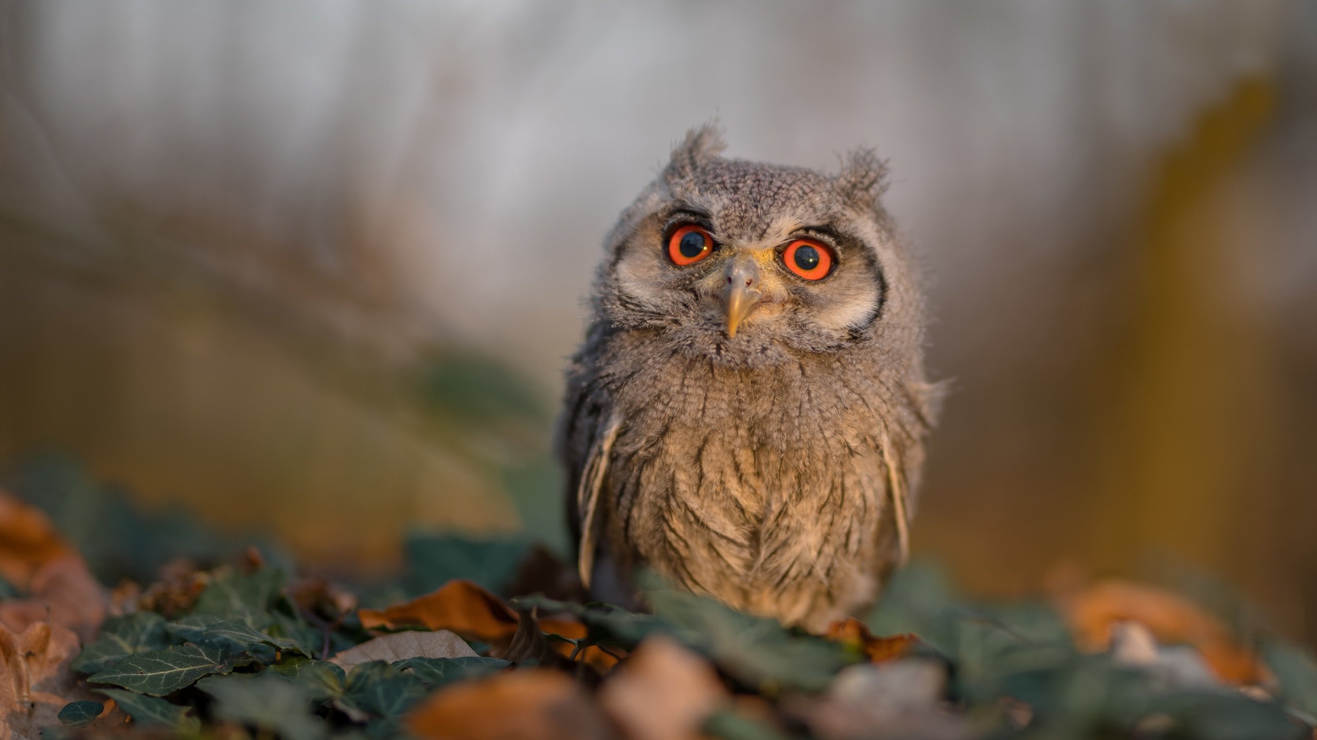 比利时男篮在欧洲预赛中冲击奖牌，迈向奥运舞台，比利时球星欧洲杯